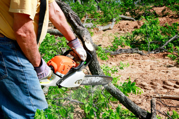 Tree Root Removal